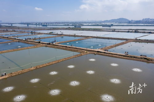 广东如何让特色农产品告别 靠天吃饭 广东农险深调研