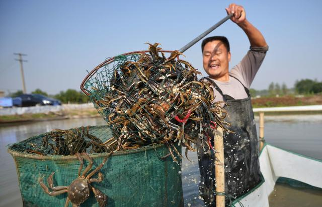 【一点资讯】河虾卖到断货,水产品的行情迎来了新一轮的升温,养殖户总