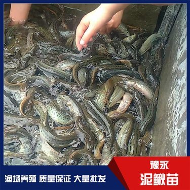 永城市豫永水产品养殖专业合作社