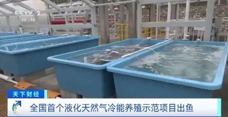 陆地建起"海洋牧场"!全国首个液化天然气冷能养殖示范项目出鱼