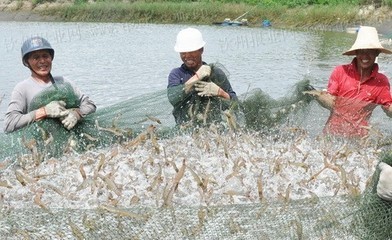 广西钦州市钦南区开放式无公害水产养殖效益好_水产快讯(水产养殖)_中国水产养殖网